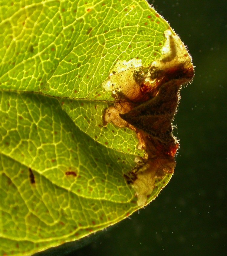 larva in mine