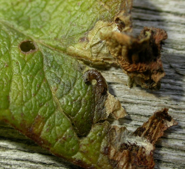 larva