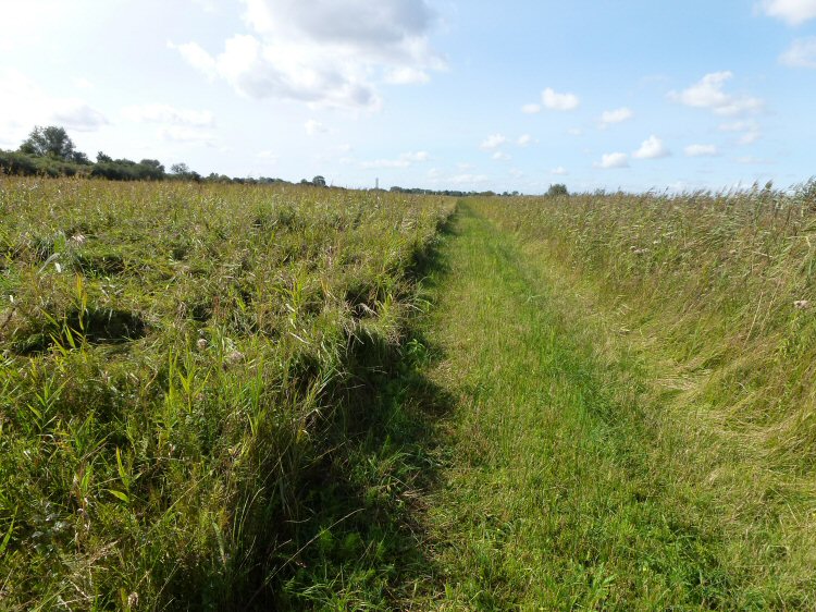 habitat