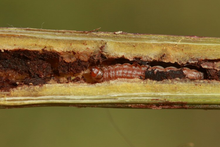 larva