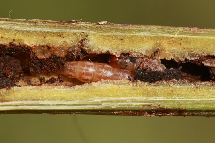 larva