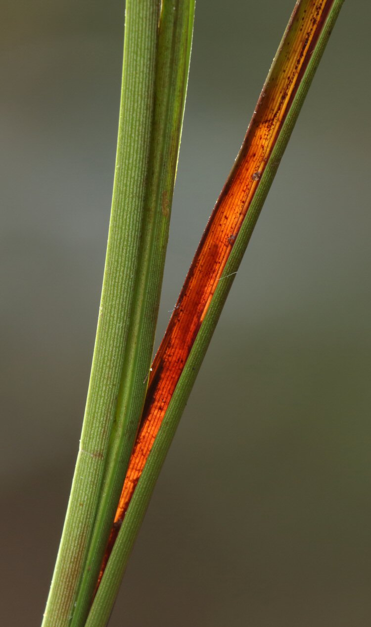 larva