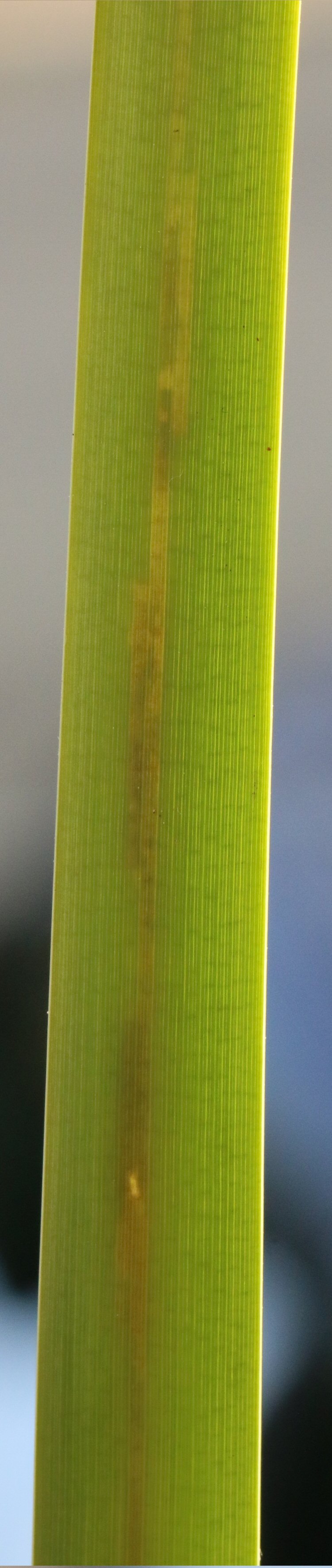 mines centrally in the leaf