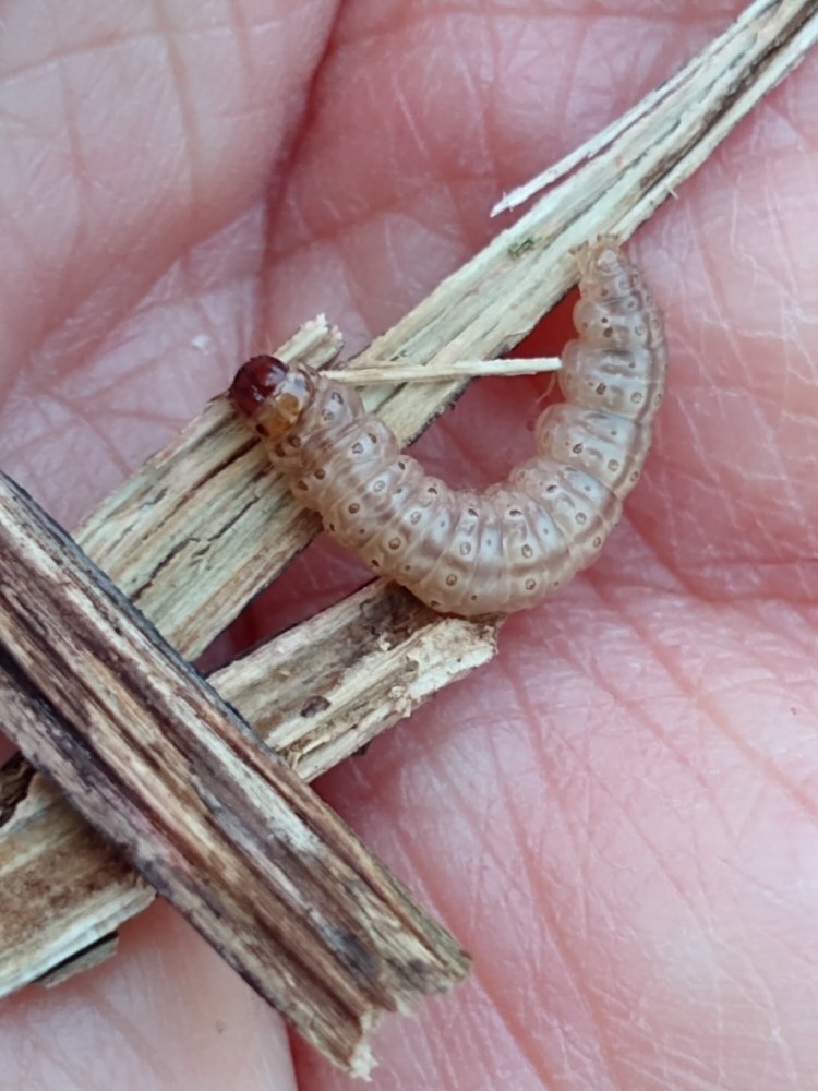 larva
