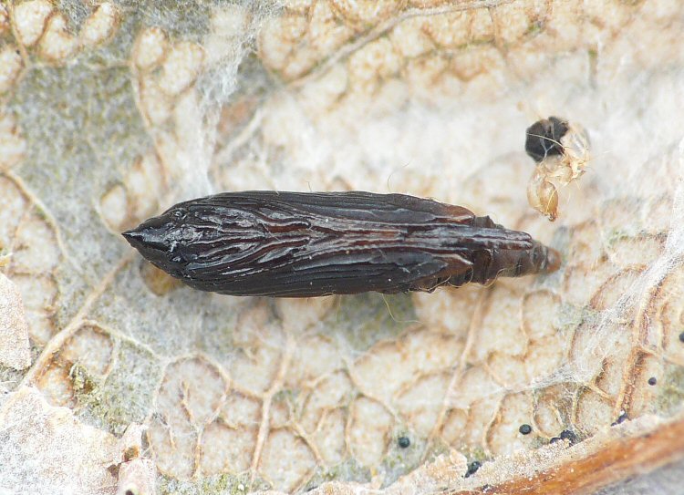 ventral view