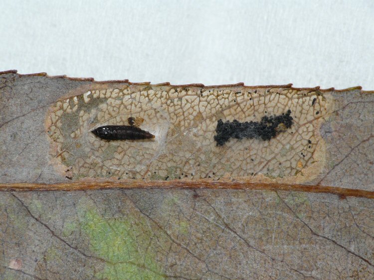 pupa in mine