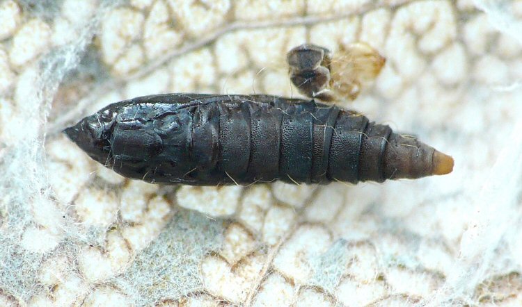 pupa - dorsal view