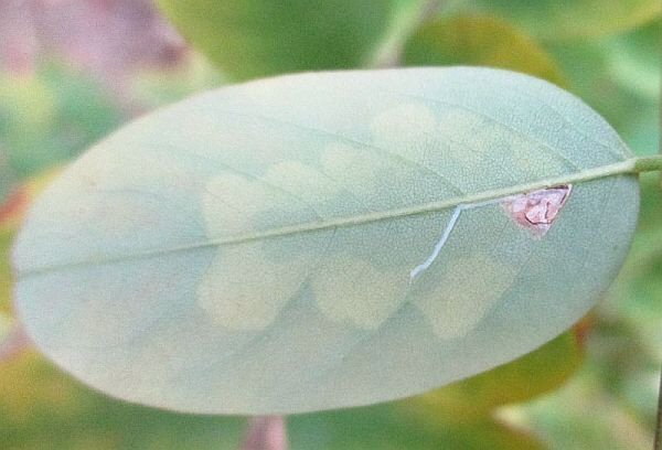 the mine starts under the leaf