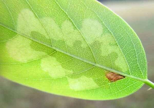 upper surface mine seen through leaf