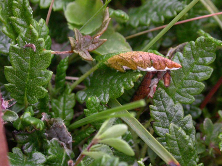 the leaf edges are spun together to form a pod