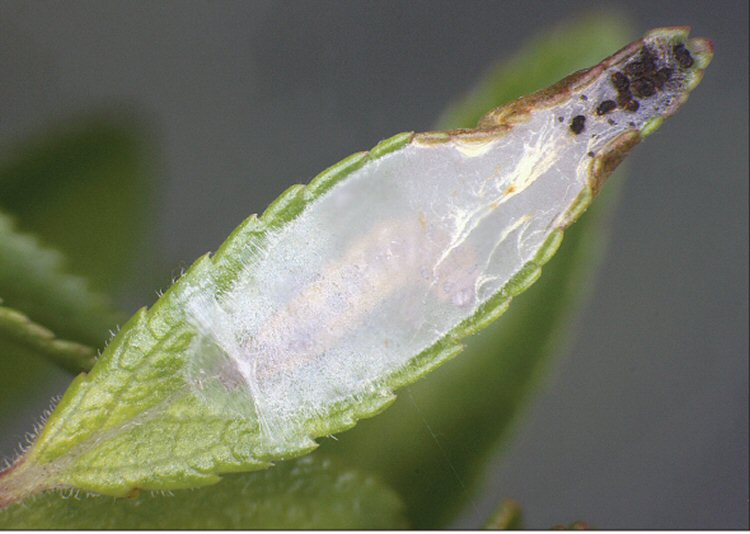 leaf spinning with frass accumulating 