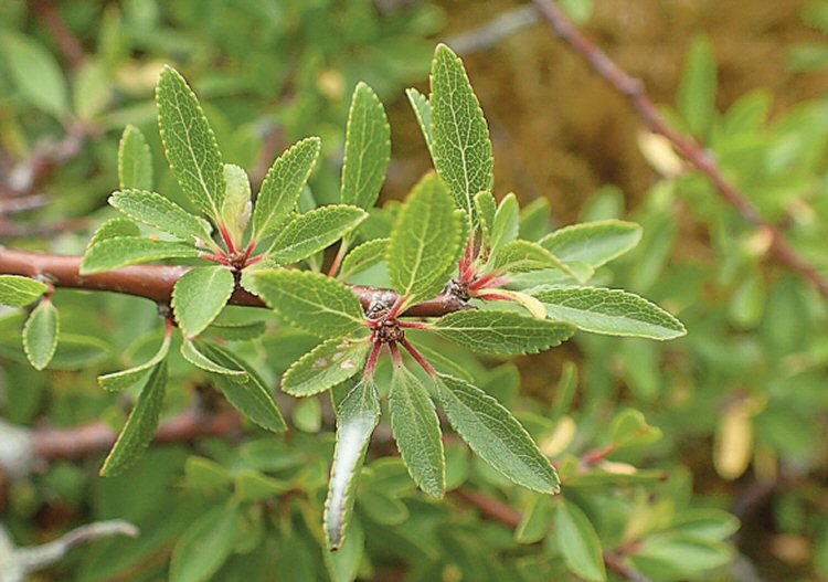 leaf spinning on prostrate P.spinosa