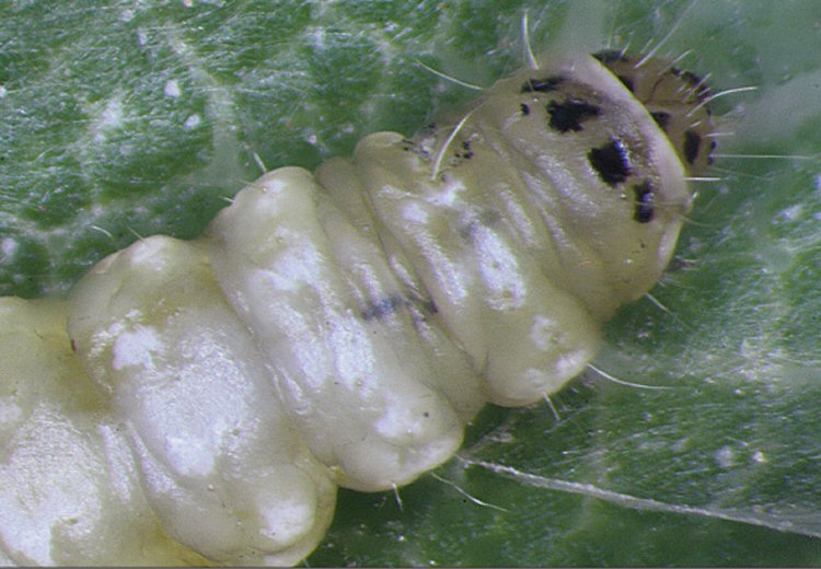larva
