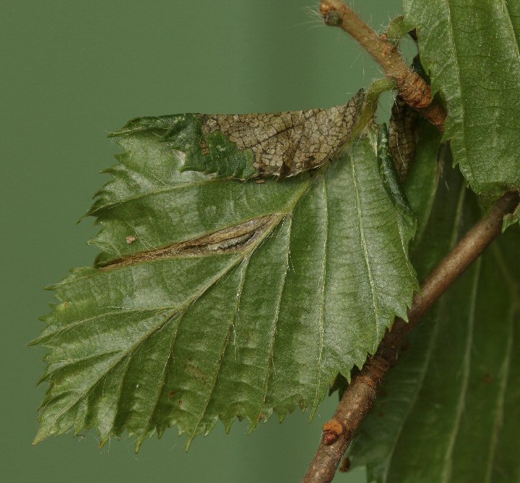 blotch and folds