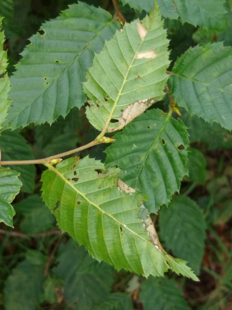 lower leaf surface