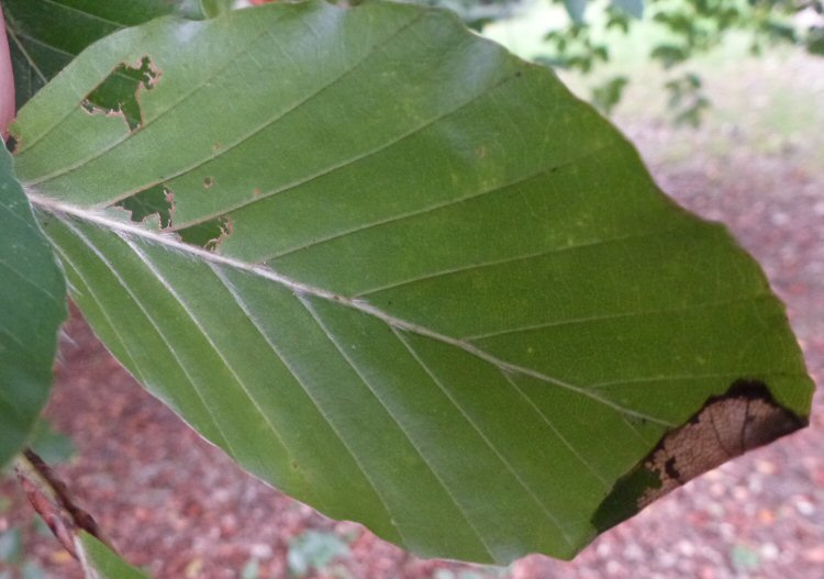 leaf tip folded over