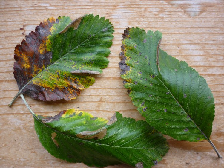 the mine causes the leaf to fold