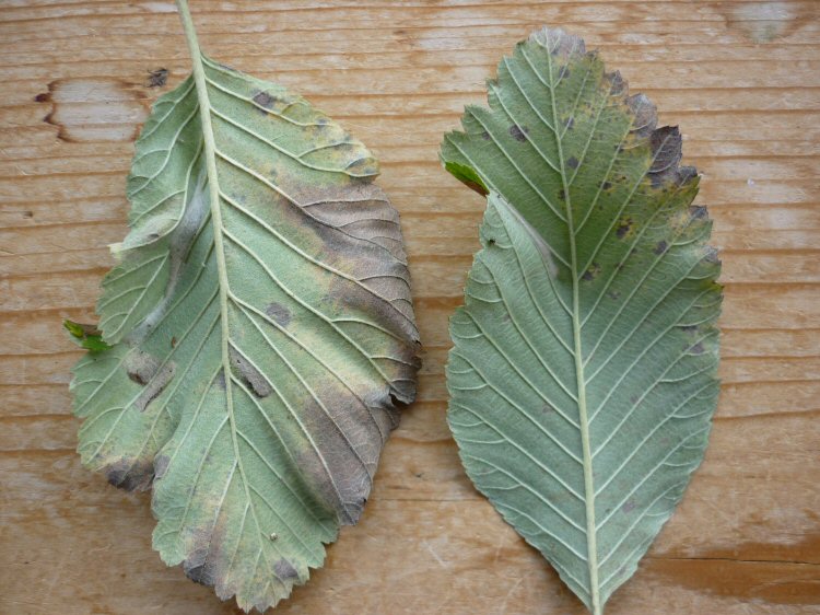 mines cause folding of the leaf