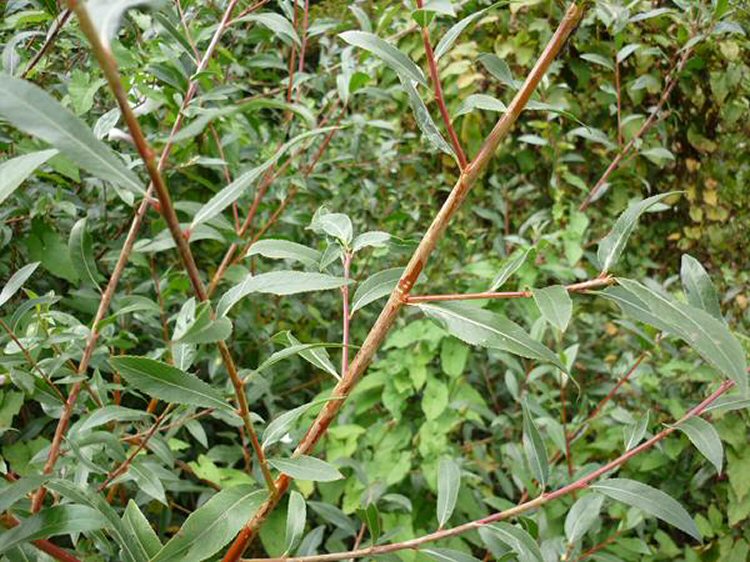 makes twisting surface mines on the leaf