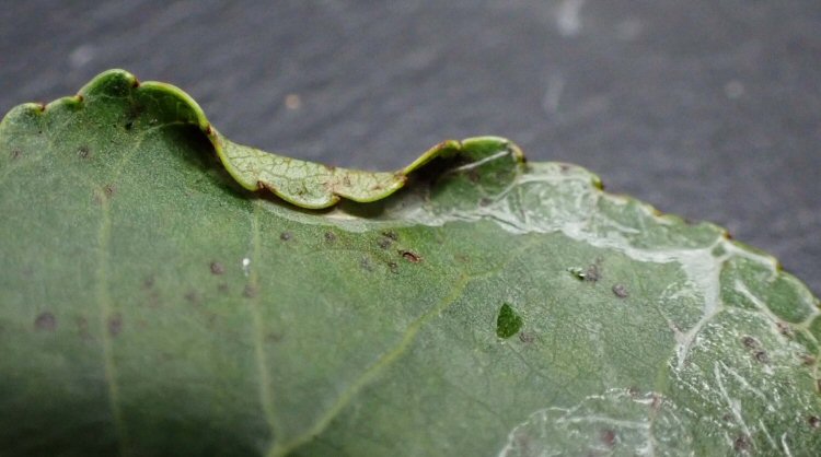 larva pupates under turned leaf edge