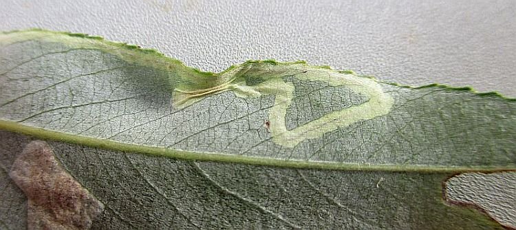 enlarged view