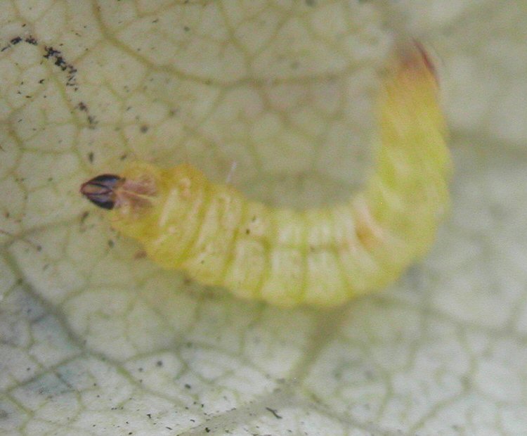 larva.