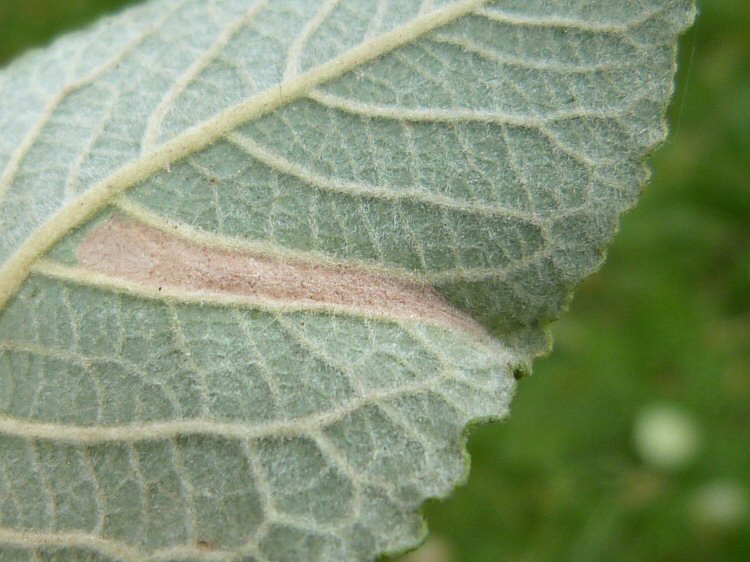 lower surface