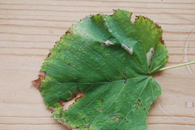 top surface of leaf