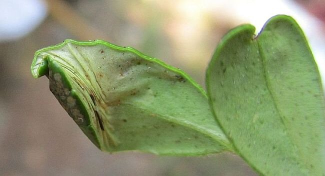 lower surface of leaf