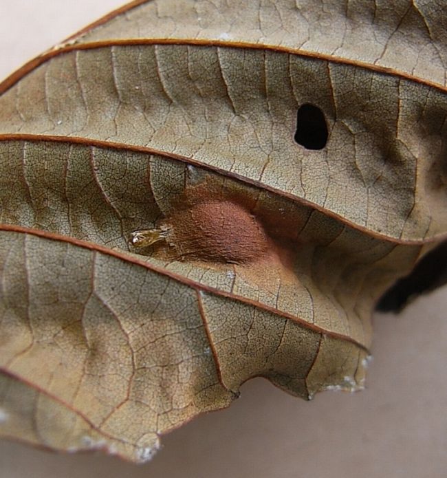 exuviae 