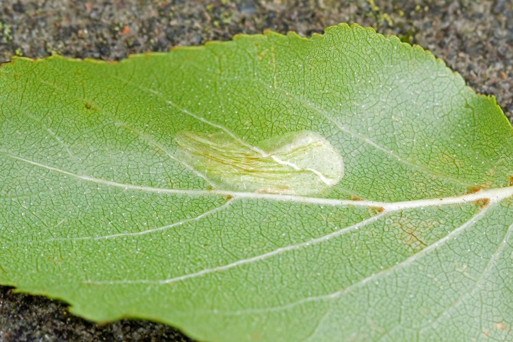 lower surface view