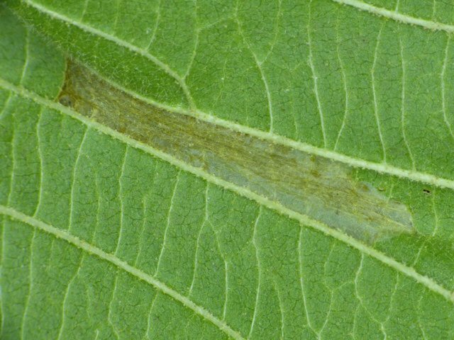 ubderside nof leaf