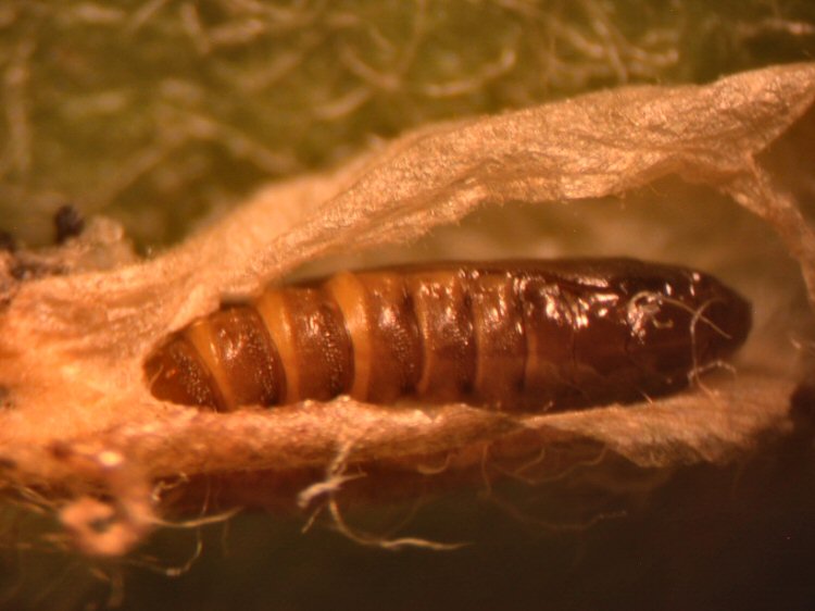 the cocoon is in a long loose silken chamber