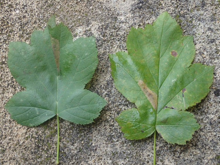 upper side of leaf