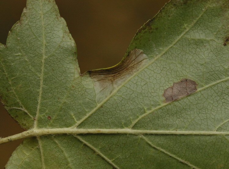 leaf contracts