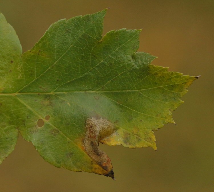 upper surface of mine