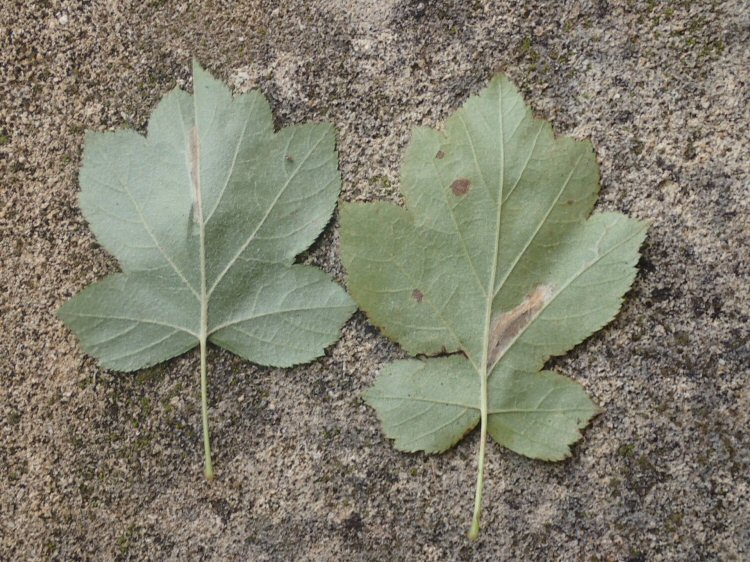 underside of leaf