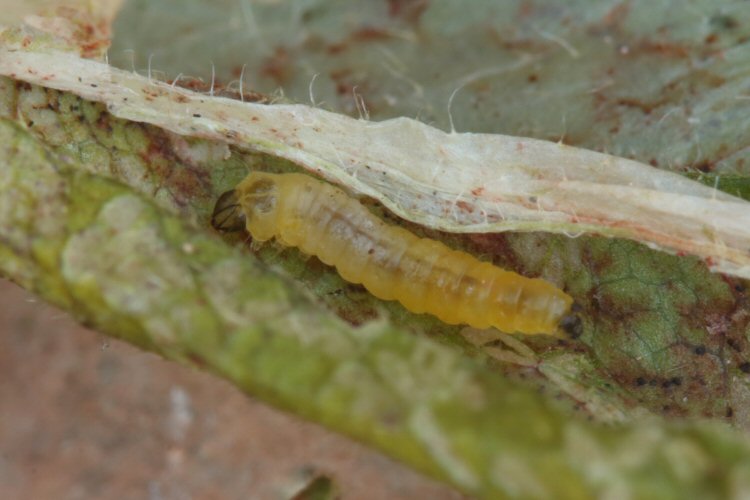larva