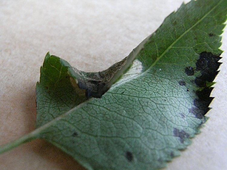 lower surface of the leaf