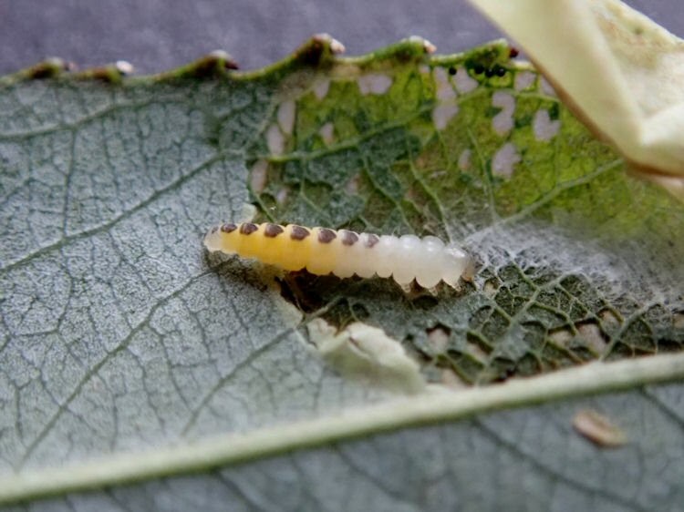 larva
