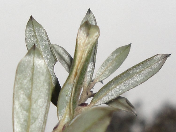 the mine causes the leaf to strongly curl
