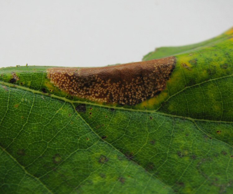 mottled upper surface of mine