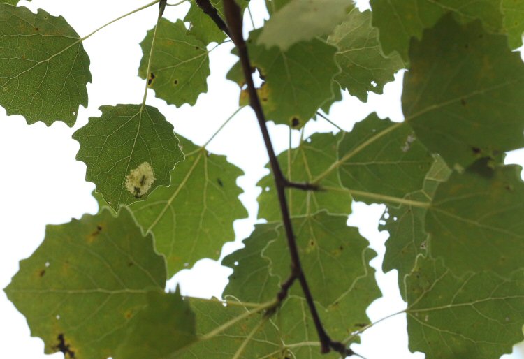 larva in mine