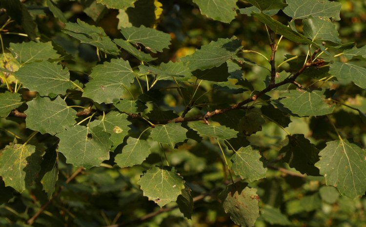 mines are visible on the leaf surface