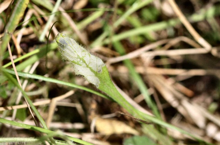 upper side of leaf