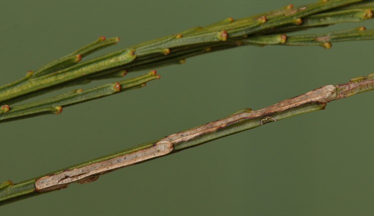 twig turns grey with the mine