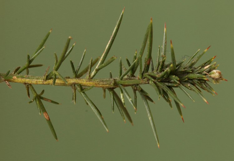 stem discolours