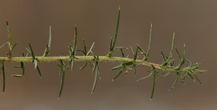 mine on right of stem