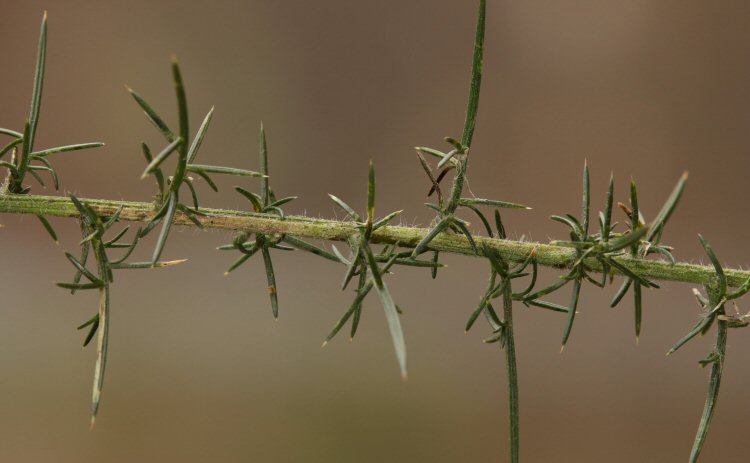 mine at left of stem