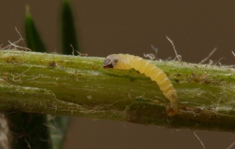 larva